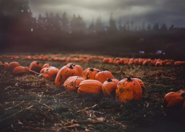 Pumpkins in a field